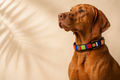 Simba Beaded Dog Collar